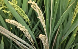 通粘55水稻種子特點(diǎn)，葉瘟表現(xiàn)中抗