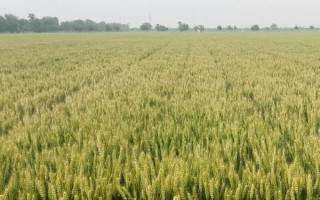 鶴麥2號小麥種子介紹，播量以每畝12～16kg為宜