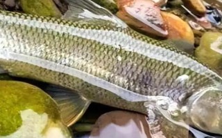 多鱗白甲魚(yú)的生活環(huán)境，喜歡生活在砂石底質(zhì)的高山溪流中
