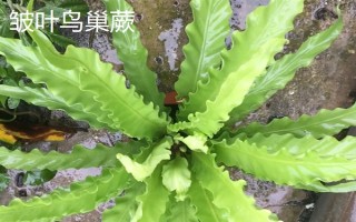 鳥巢蕨有哪些主要品種，有灣鳥巢蕨、羽葉鳥巢蕨等