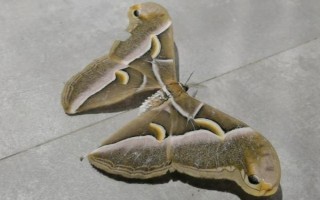 核桃樹葉片枯黃如何處理，可采取補(bǔ)鐵、松土、修剪等措施