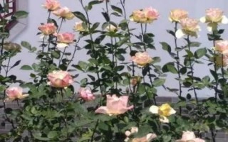 養(yǎng)殖香水月季的要點，春秋季節(jié)要注意增加澆水頻率