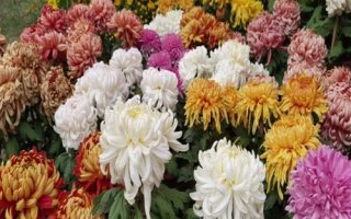 菊花開放時間，通常為9-11月份