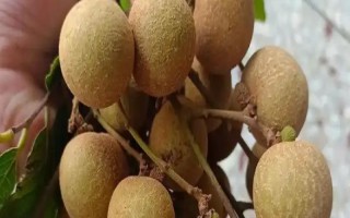 龍眼和荔枝有什么區(qū)別，前者表皮呈土黃色、后者表皮呈紅褐色