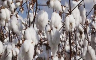 新彩棉23號(hào)（棕）棉花種子介紹，生育期122天