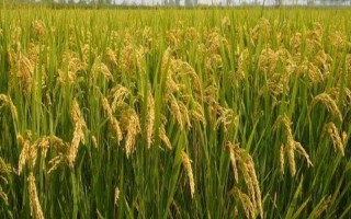 和香兩優(yōu)香妃占2號水稻種子介紹，特別注意防治白葉枯病