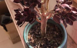 黑法師葉子掉光了還能不能活，發(fā)生在夏季的話就無須擔(dān)心