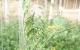棚室更茬換季要注意什么，為圖省事將殘株雜草翻入地中容易引發(fā)病蟲害