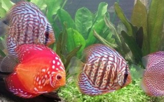 七彩神仙魚多久能長大，大概需要十到十四個月