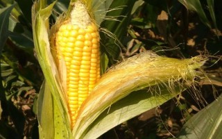 ND488玉米種子介紹，畝種植密度3500株