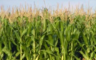聚隆177玉米品種的特性，適宜播種期3月底至5月底