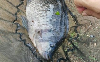 怎么釣5斤以上大羅非魚，可用手竿亦可用海竿或磯竿