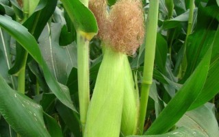 BM350玉米種子介紹，每畝追尿素15斤