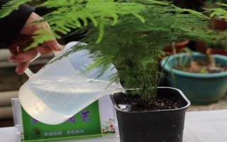 怎么澆花，不干不澆，澆則澆透