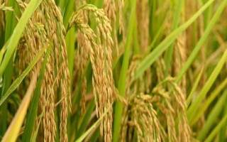 眾香優(yōu)005水稻種子介紹，每畝插足基本苗8萬以上