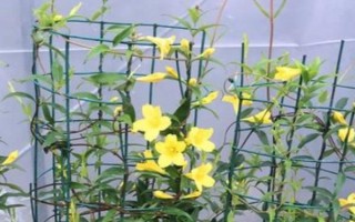 香水藤的養(yǎng)殖方法，可每2個月施一次有機(jī)肥
