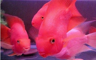 鸚鵡魚一直待在角落的原因，水溫水質(zhì)不佳、水中氧氣不足等因素均會導(dǎo)致