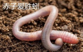手碰到蚯蚓會(huì)不會(huì)感染寄生蟲，一般不會(huì)