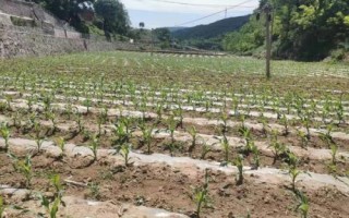 登海1658玉米種簡介，夏播生育期100—102天