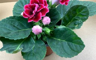 芙蓉花半年沒澆水能否存活，盆栽芙蓉花會干枯死亡