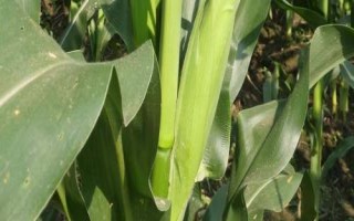 萃甜628玉米種子介紹，生育期85.2天