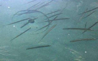 帶魚(yú)吃什么，養(yǎng)殖的帶魚(yú)愛(ài)吃動(dòng)物飼料
