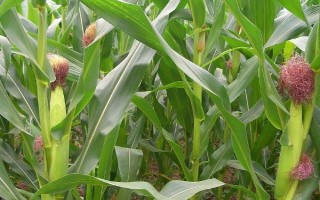 菏玉167玉米種子特點，適宜密度為每畝4500株左右