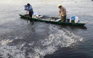 黃花魚的養(yǎng)殖管理方法，要經(jīng)常換水