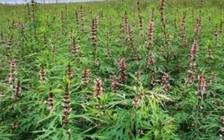 怎么種植益母草，每次中耕除草后都要追肥