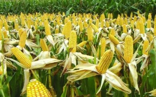 邯東599玉米種子特征特性，適宜播期為6月25日之前