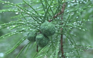 水松種子有什么特點，球果呈倒卵圓形、鱗背近邊緣處有三角狀鋸齒