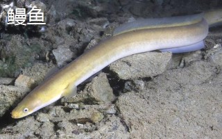 魚是哪種生殖方式，屬于有性生殖