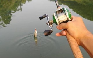 春季怎么釣青魚(yú)，在仲春作釣可增加釣獲率