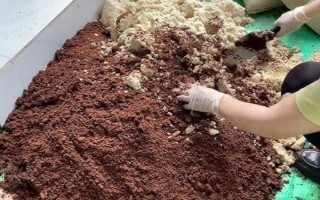 哪種桂花比較耐寒，丹桂可以忍耐零下13℃左右的低溫