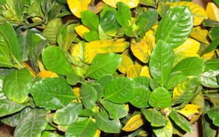 梔子花葉子發(fā)黃怎么處理，土壤的pH值調(diào)節(jié)在4-6.5之間