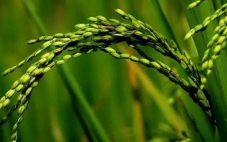 興農(nóng)絲占水稻種子特征特性，全生育期148.1天