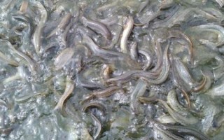 怎么養(yǎng)殖泥鰍，放苗前要清塘消毒