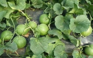 種植甜瓜使用什么肥料，不同時期所用的肥料有區(qū)別