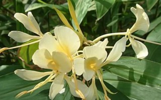 姜花有沒(méi)有毒，本身不帶毒素