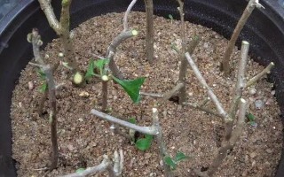 三角梅嫁接所用砧木，以長勢強(qiáng)的紫花三角梅為宜