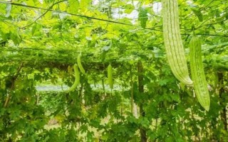 苦瓜的種植技術(shù)，控制生長(zhǎng)溫度在15-28℃之間