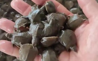 臺灣甲魚苗能長多大，一年可長至100-200g