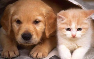 犬貓慢性腸炎的癥狀，表現(xiàn)為食欲不振，長期持續(xù)腹瀉等
