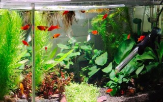 怎么才能讓魚(yú)缸里的死水變成活水，最好安裝一個(gè)過(guò)濾器