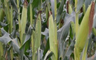 A985玉米種子簡介，密度4000株/畝左右