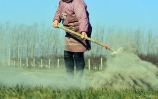 草木灰可以當(dāng)作肥料使用嗎，屬于良好的有機(jī)肥