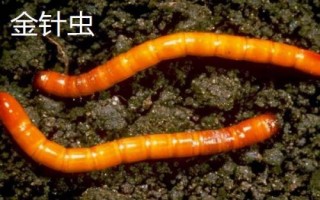 紅薯有哪些蟲害，要注意防治金龜子、金針蟲、螻蛄、地老虎