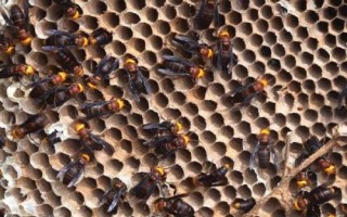 虎頭蜂做窩風(fēng)水上有什么說法，自然現(xiàn)象無須擔(dān)憂