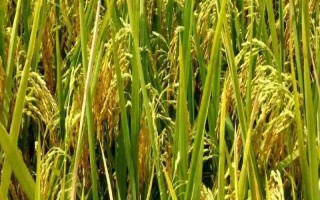 莉豐占水稻種子特點，感溫型常規(guī)稻品種
