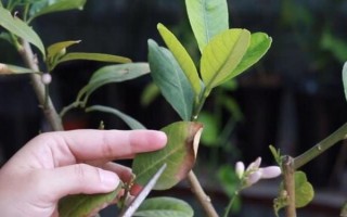 盆栽檸檬什么時候修剪，主要為冬春修剪以及夏季修剪